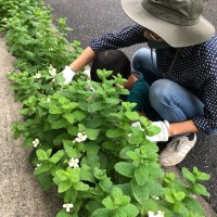 COS下北沢　植栽を剪定しました