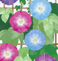 今年2022の緑のカーテン、ちょっと夏バテだけれど…