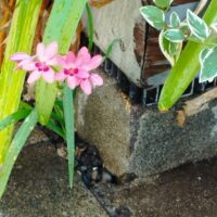 COS下北沢の春　追加！