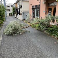 なんてことでしょう!　オリーブの木が…